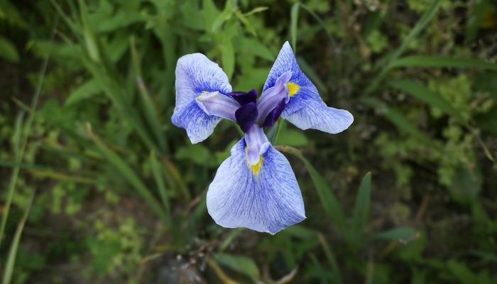 [포토친구] 잡초 사이에서 핀 창포꽃