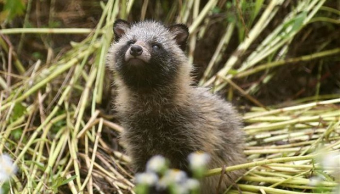 [서울포토] 세상이 궁금한 '야생 새끼 너구리'