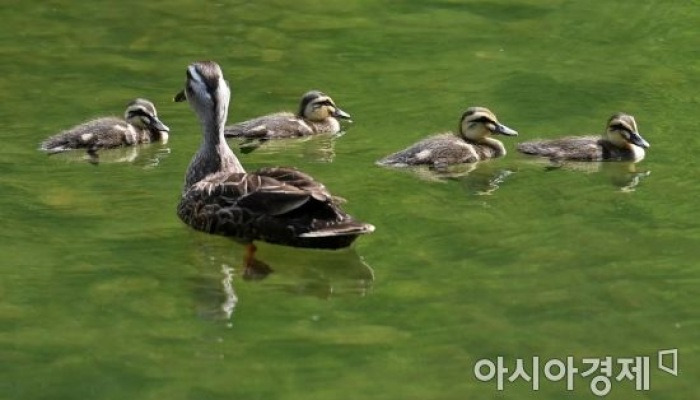 [포토] 평화로운 오리 가족