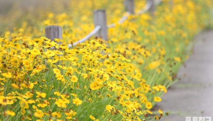 [포토친구] 상쾌한 꽃길