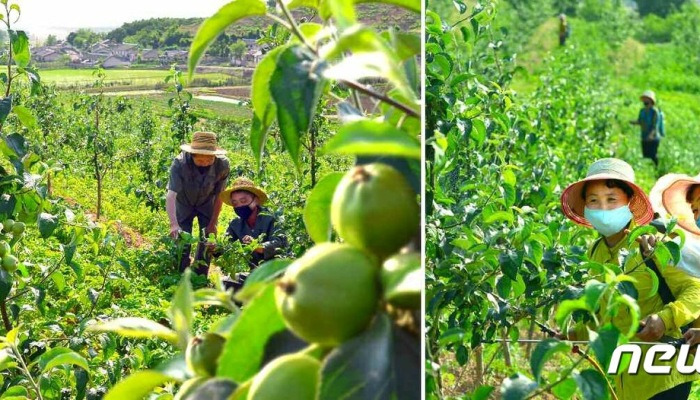 北 형제산구역 과수농장 "철저한 비배 관리&middot;병해충 대책"