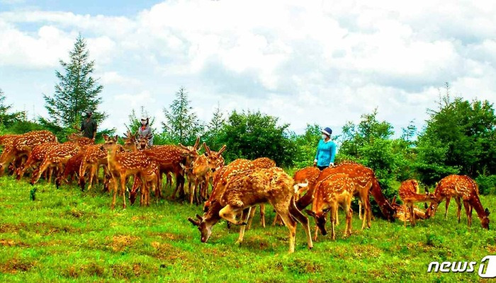 북한의 사슴목장.."인민 건강 증진에 기여"