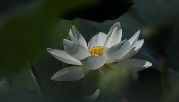 [포토친구] 백련