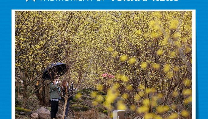 [모멘트] '봄비 맞으며 꽃길 거닐어요'