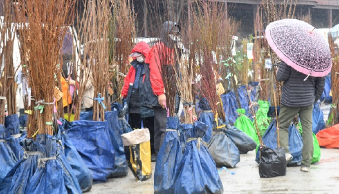 봄비 속에 열린 거창 묘목시장