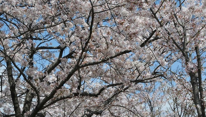 함께 즐겨요 랜선 봄꽃 축제♬
