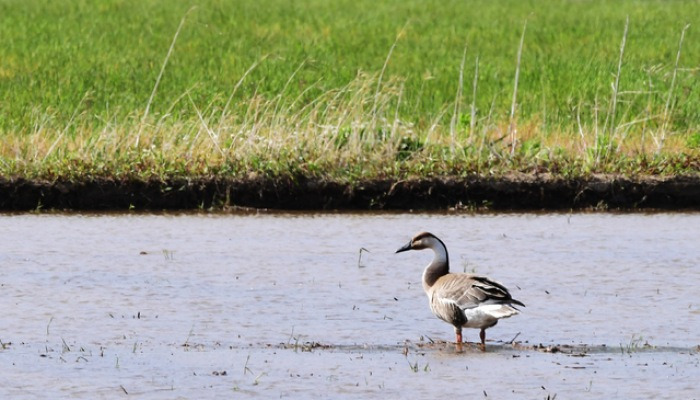 하동서 발견된 천연기념물 개리