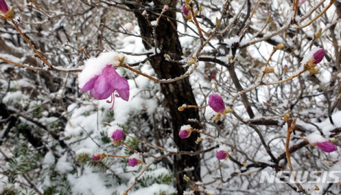 [뉴시스 앵글]봄눈 내린 평창 발왕산..봄인가, 겨울인가