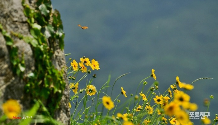당신의 눈길을 기다리고 있는 유월의 꽃들