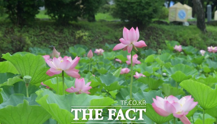 "코로나로 지친 마음 연꽃 보며 날리세요" [TF사진관]