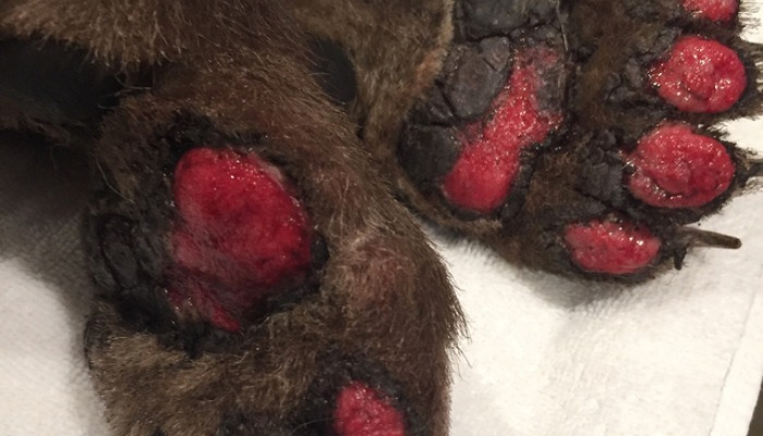 캘리포니아 산불로 발에 화상입은 새끼 곰